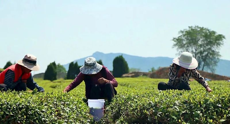 关于“品日照茶香”系列报道之  生态茶园飘香远的消息