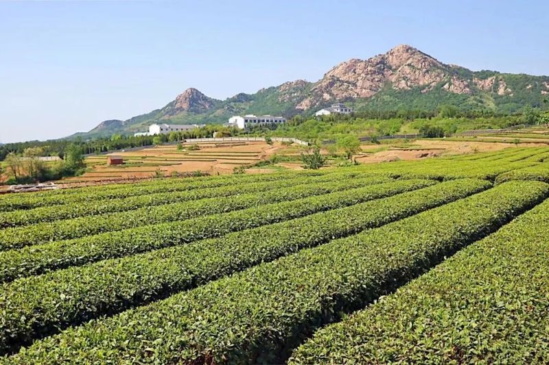 关于“品日照茶香”系列报道之  生态茶园飘香远的消息(1)