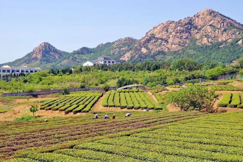 关于“品日照茶香”系列报道之  生态茶园飘香远的消息(3)