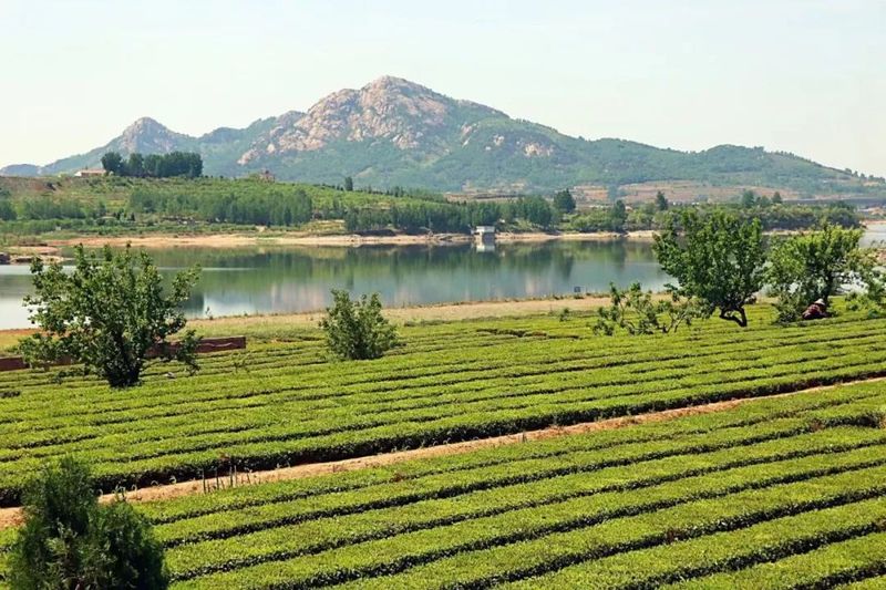 关于“品日照茶香”系列报道之  生态茶园飘香远的消息(2)