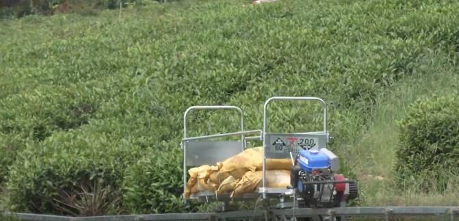 有关于郧西：茶园“小火车”省力又便捷的内容(1)