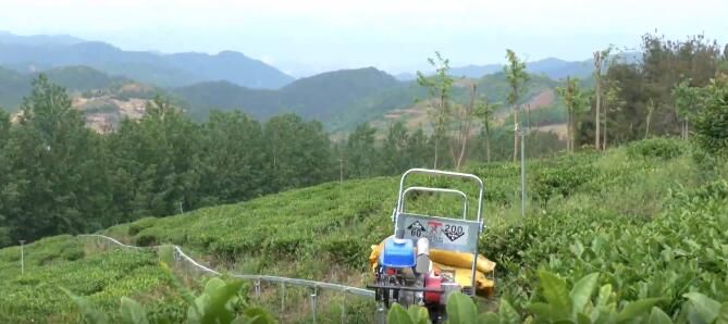 有关于郧西：茶园“小火车”省力又便捷的内容(2)