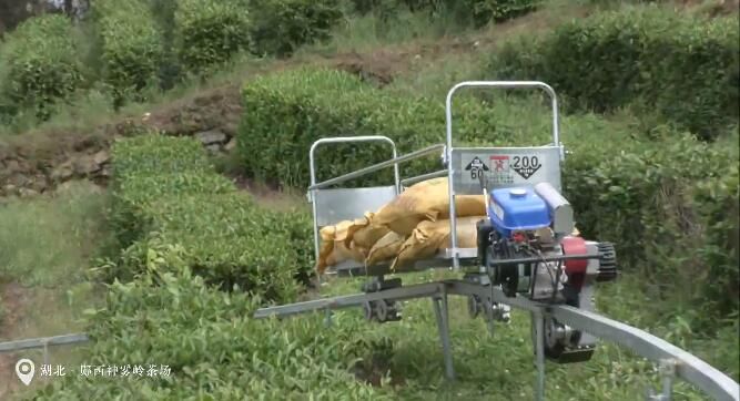 有关于郧西：茶园“小火车”省力又便捷的内容