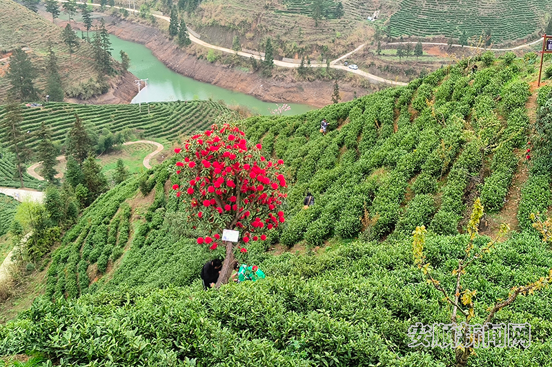 有关于普定靛山村： 开启“专属茶园”认购新模式的相关内容