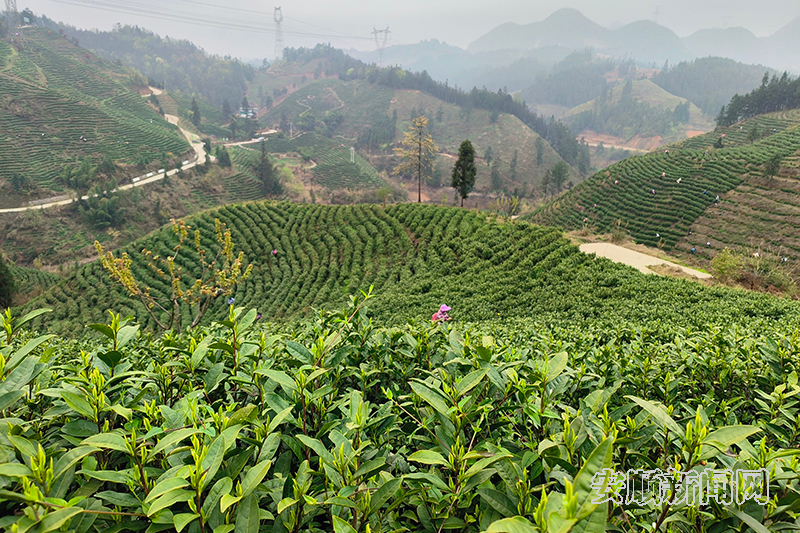 有关于普定靛山村： 开启“专属茶园”认购新模式的相关内容(1)