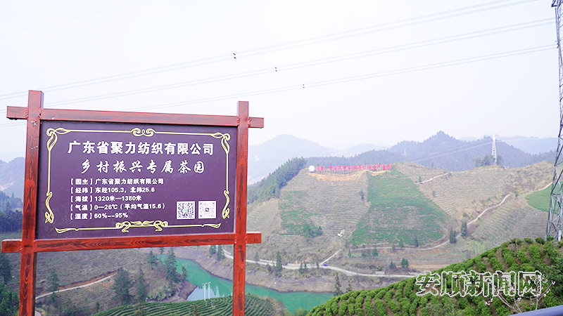 有关于普定靛山村： 开启“专属茶园”认购新模式的相关内容(2)