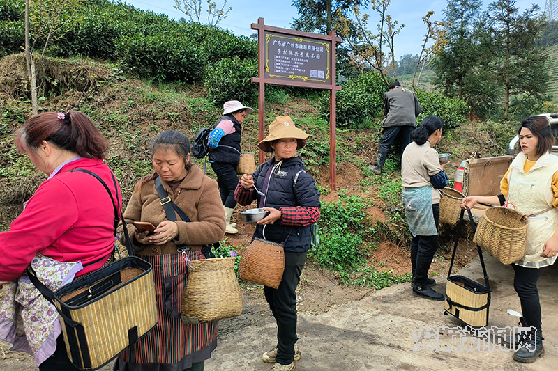 有关于普定靛山村： 开启“专属茶园”认购新模式的相关内容(3)