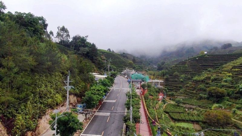 关于凤凰镇：茶旅融合发展 赋能乡村振兴的信息