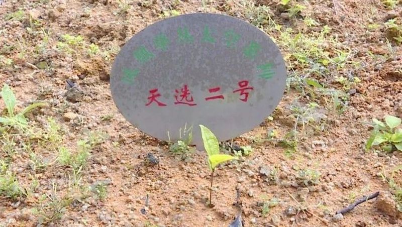 关于凤凰镇：茶旅融合发展 赋能乡村振兴的信息(4)