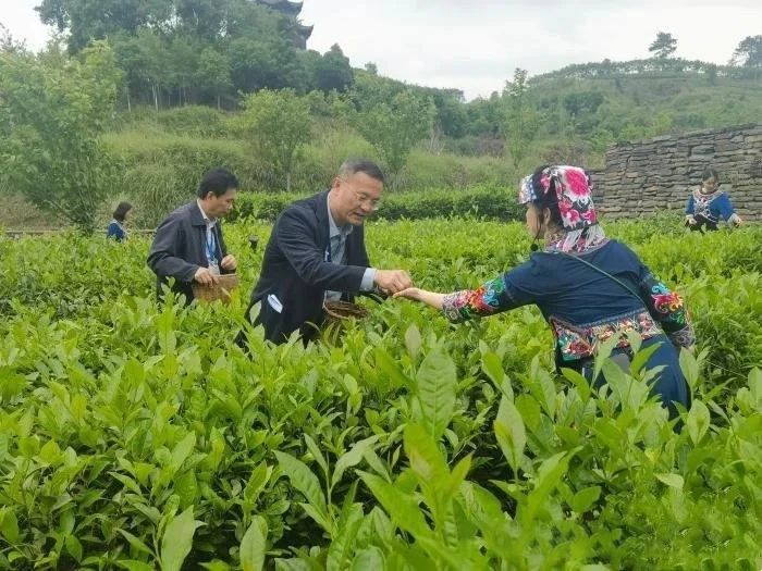 有关于从茶马古道到东盟专列 千年贡茶碣滩茶飘香“出海”的相关信息(2)