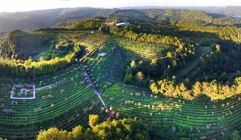 有关于第12届四川国际茶业博览会开幕，旺苍荣获多项殊荣的新闻(8)