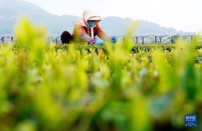 关于日照新茶采收忙的资讯(1)