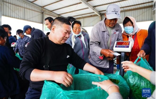 关于日照新茶采收忙的资讯