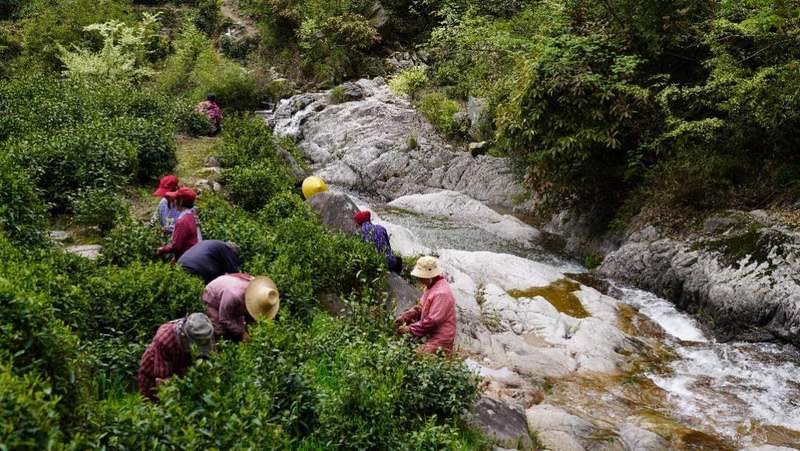有关于青阳黄石溪：做活“茶文章” 走好“振兴路”的资讯(1)