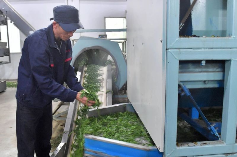 关于贵州凤冈：凤冈茶叶产业“六万”行动收效好的相关信息(6)