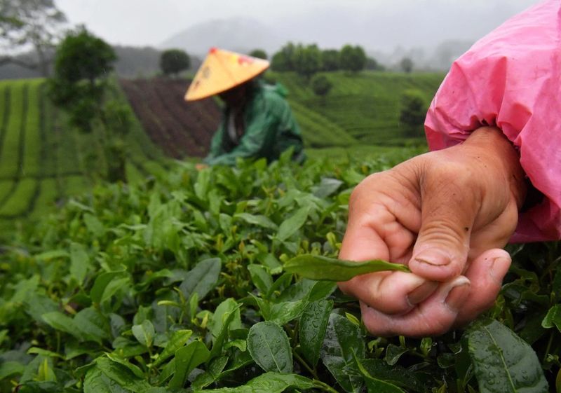 关于贵州凤冈：凤冈茶叶产业“六万”行动收效好的相关信息(3)