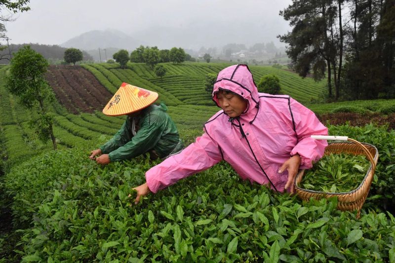 关于贵州凤冈：凤冈茶叶产业“六万”行动收效好的相关信息(2)