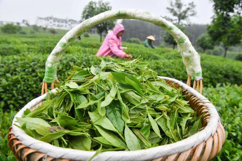 关于贵州凤冈：凤冈茶叶产业“六万”行动收效好的相关信息(4)