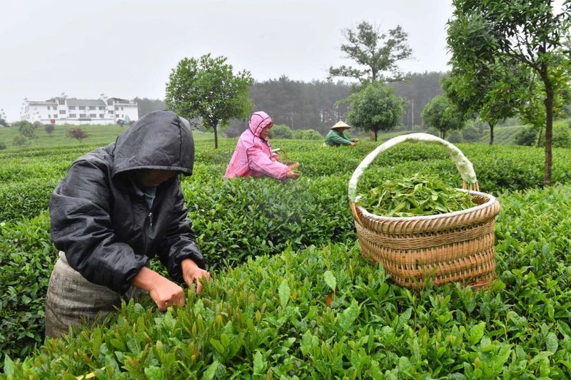 关于贵州凤冈：凤冈茶叶产业“六万”行动收效好的相关信息(1)