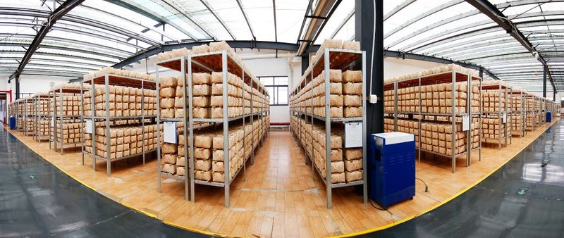 关于走进安化黑茶晾晒中心，品味茶叶中“阳光的味道”的最新消息(1)