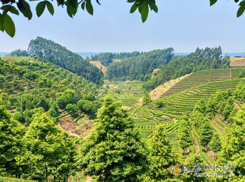 关于夹江问茶1：一叶春茶“香”内外的相关信息(1)