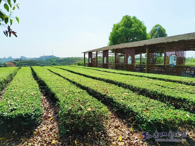 关于夹江问茶1：一叶春茶“香”内外的相关信息