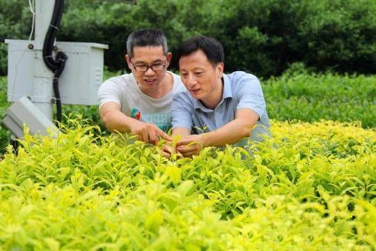 关于数字化助力福建茶产业转型升级，巨量引擎·炬光引领新茶潮的相关信息(2)