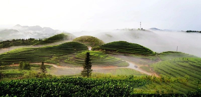 关于数字化助力福建茶产业转型升级，巨量引擎·炬光引领新茶潮的相关信息(1)