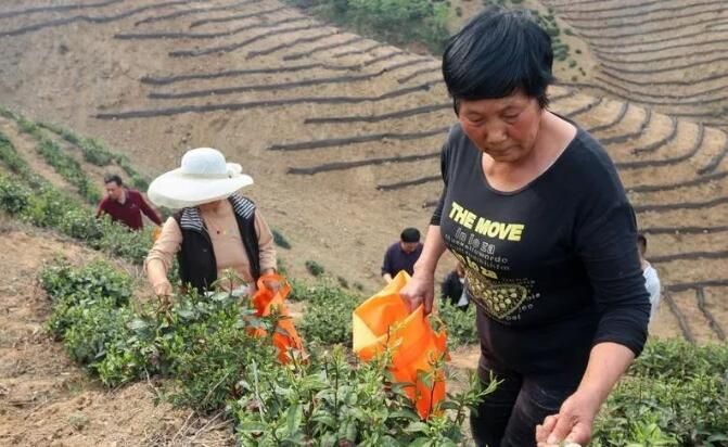 关于商南县马家沟村：发展特色茶产业 打造乡村振兴“新样板”的信息(1)