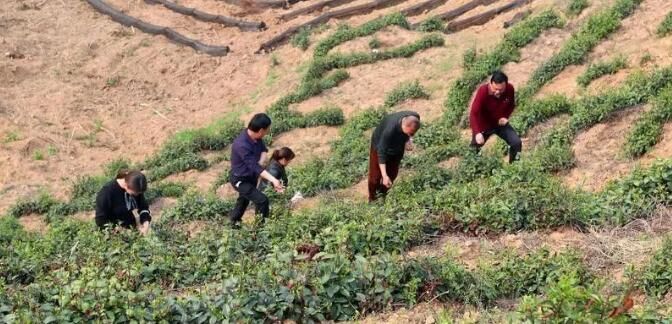关于商南县马家沟村：发展特色茶产业 打造乡村振兴“新样板”的信息