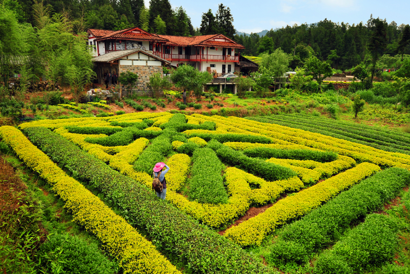 关于2023年4月茶行业资讯汇总的资讯(1)