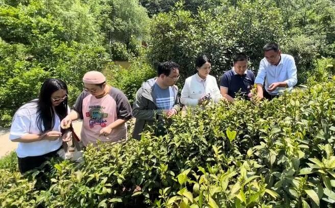 关于河南省科技特派员为茶产业插上“科技翅膀”的相关信息