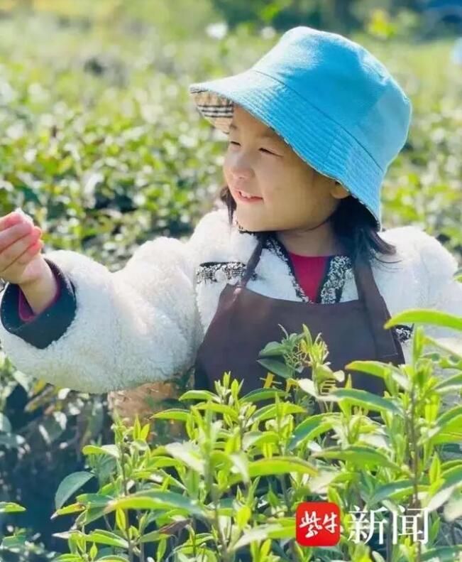 有关于人间至味“宜兴红”：茶产业引领宜兴乡村振兴之路的新闻(3)