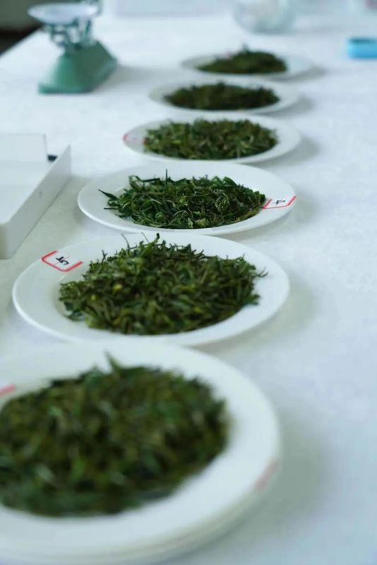 有关于2023农产品地理标志海青茶品鉴会成功举办的新闻(2)