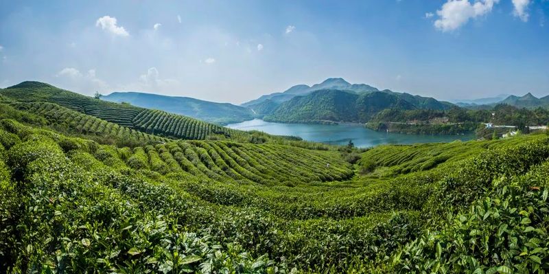 有关于产值20.19亿！都匀毛尖茶再创佳绩的消息(2)