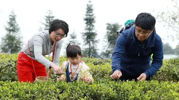 有关于产值20.19亿！都匀毛尖茶再创佳绩的消息(14)