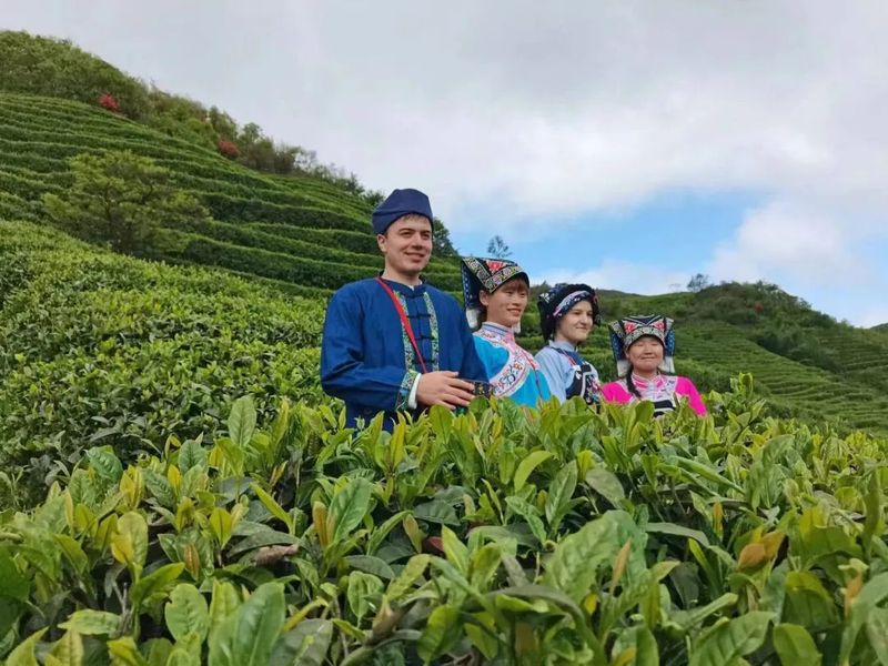 有关于产值20.19亿！都匀毛尖茶再创佳绩的消息(6)