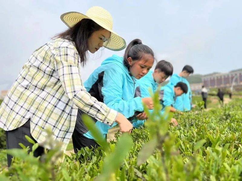 有关于产值20.19亿！都匀毛尖茶再创佳绩的消息(10)