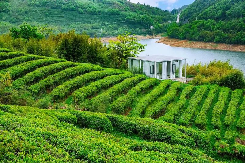 有关于产值20.19亿！都匀毛尖茶再创佳绩的消息(1)