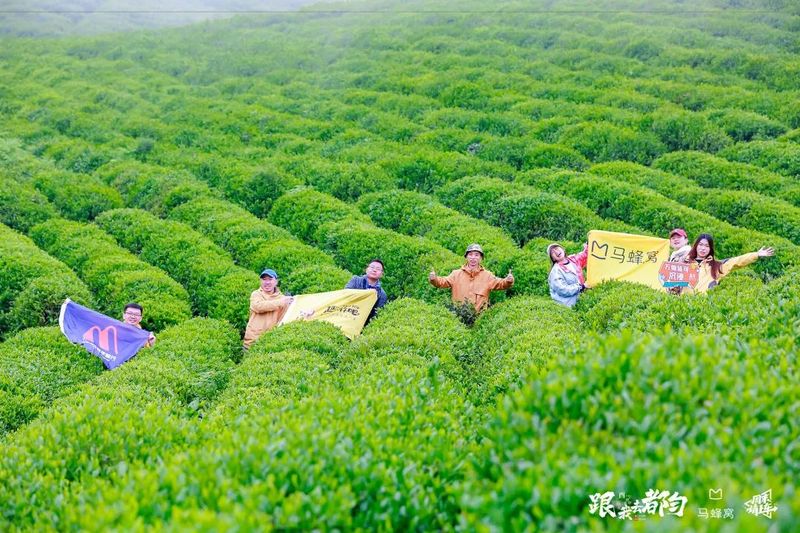 有关于产值20.19亿！都匀毛尖茶再创佳绩的消息(16)