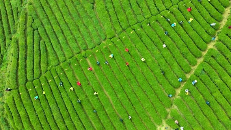 有关于产值20.19亿！都匀毛尖茶再创佳绩的消息