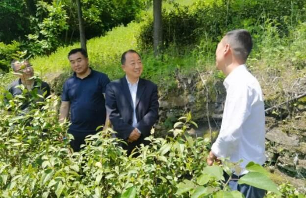 有关于杨清平调研茶叶产业发展情况的新闻