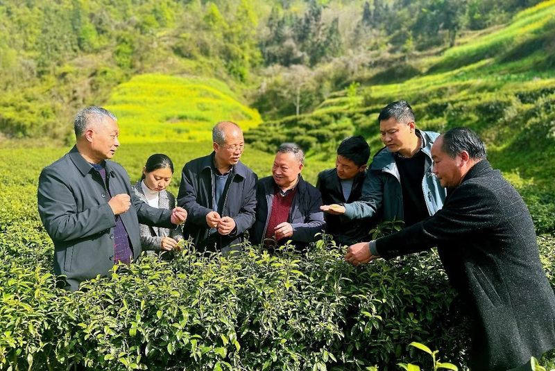 有关于平利：科技赋能茶生“金”的内容