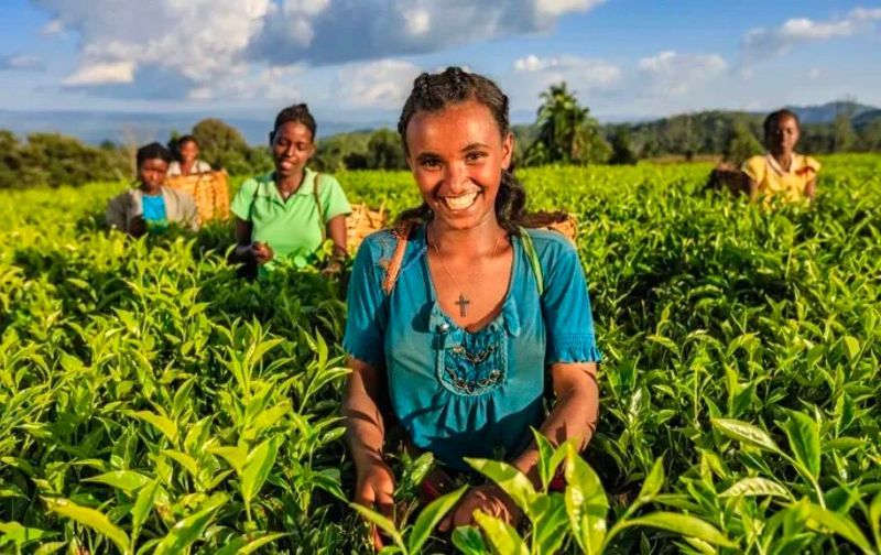 关于这片叶子，浙江省委书记为何如此重视的相关信息(4)