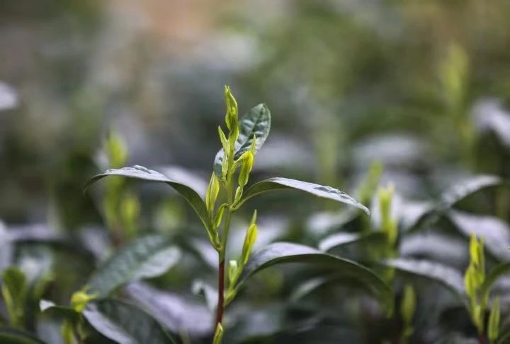 关于这片叶子，浙江省委书记为何如此重视的相关信息(3)