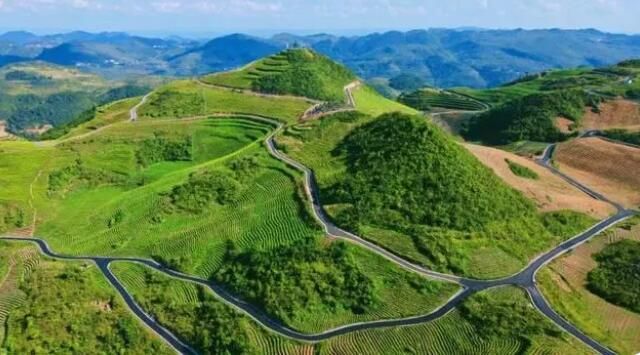 关于一周速读：中国茶叶国际贸易、冰岛4.5万元/kg、进击的袋泡茶的资讯(6)