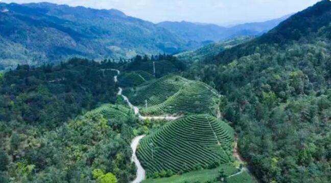 有关于连城赖源：写好“茶文章” 走好致富路的相关信息