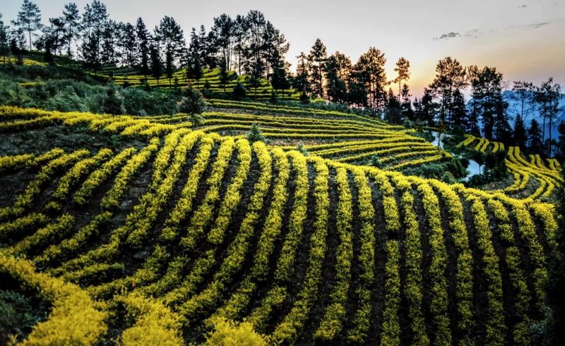 有关于高县茶叶产量产值实现“双增长”的相关信息(5)