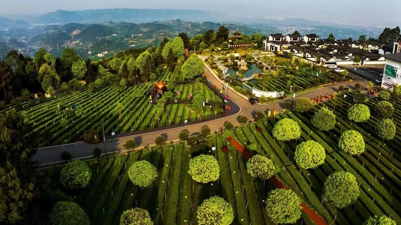 有关于高县茶叶产量产值实现“双增长”的相关信息(3)