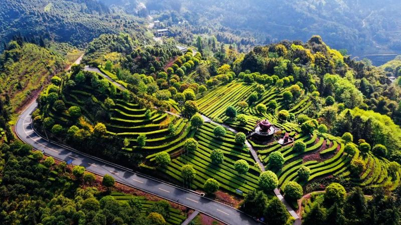 有关于高县茶叶产量产值实现“双增长”的相关信息(1)